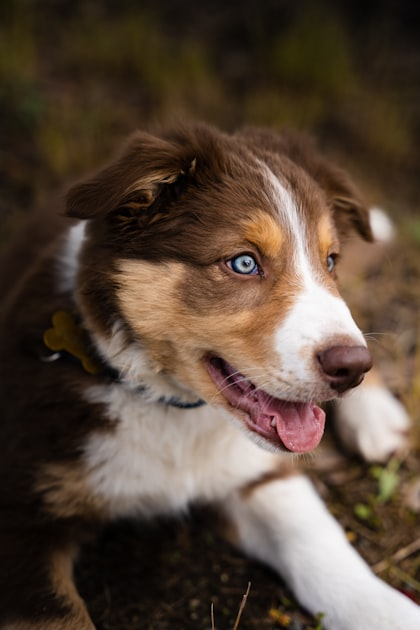 Creating a Puppy Photo Gallery