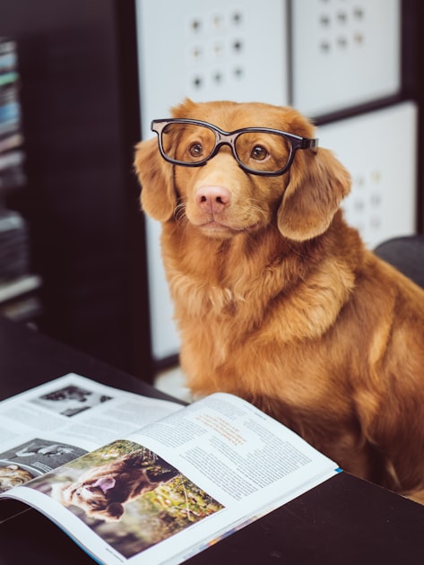 Join Our Dog Lovers Community