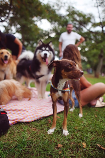 The Best Platforms for Puppy Photo Sharing