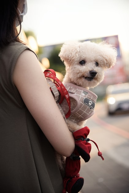 Celebrating Our Furry Friends