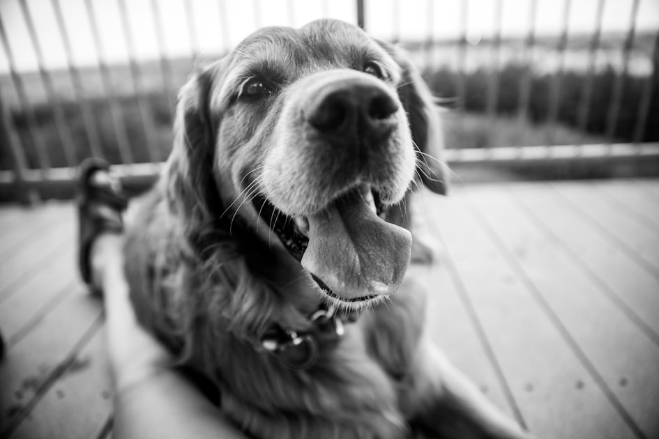 The Joy of Sharing Dog Pictures